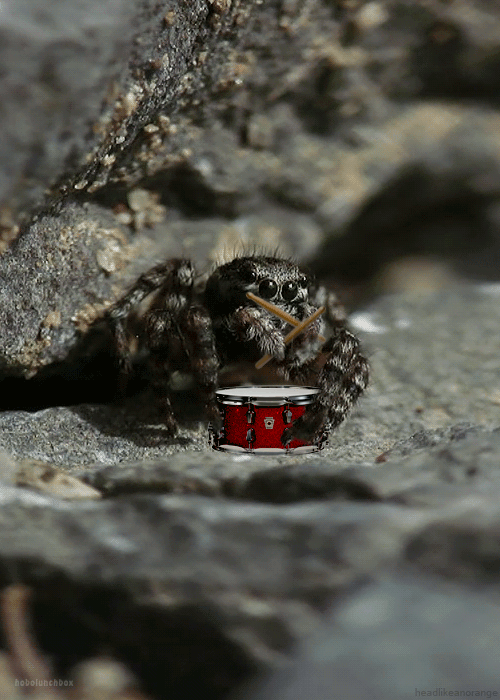 drumming-spider.gif