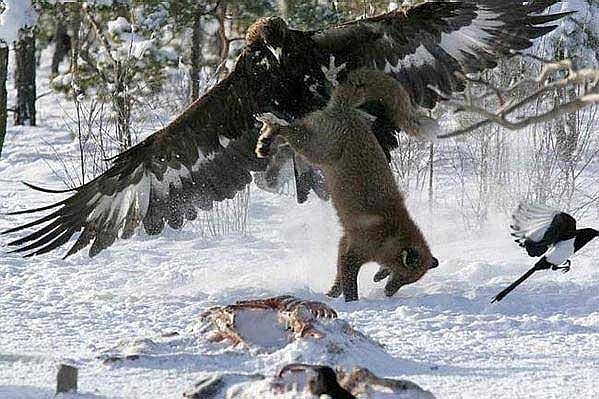 falcon vs wolf