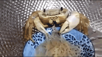 crab-noodle.gif