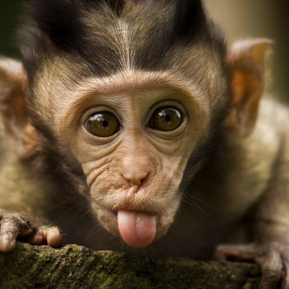 monkey tongue
